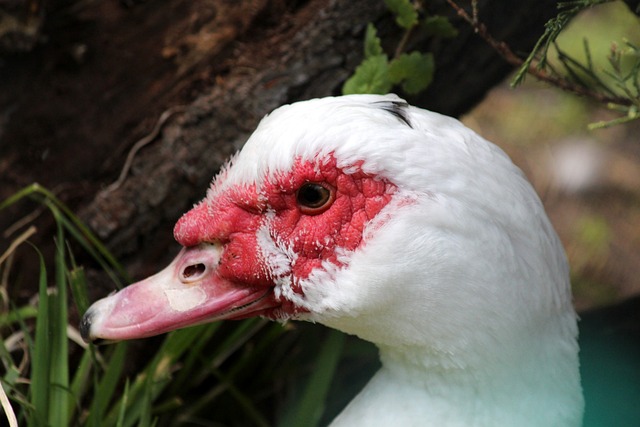 球员瓜尔迪 球员瓜尔迪